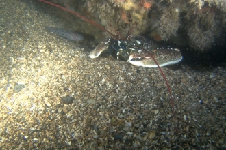 Maerl bed Dorset © Andy Marsh