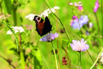 Peacock butterfly on field scabious © Ken Dolbear MBE