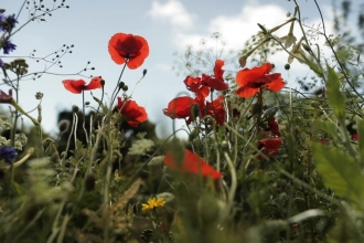 Poppies in garden © DWT