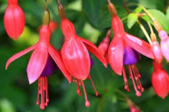 Fuschia 