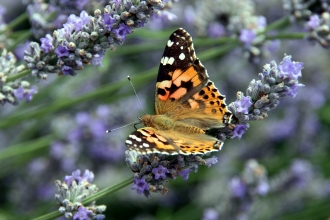 Painted Lady © Jim Higham 