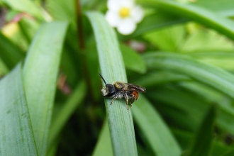 Red-girdled mining bee - Andrena labiata (male) © Jane Adams