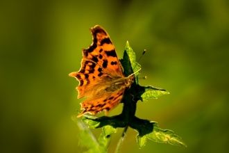 Comma butterfly © Sculpture by the Lakes 