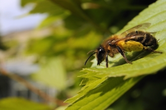 Female tawny mining bee © Nick Upton 2020VISION