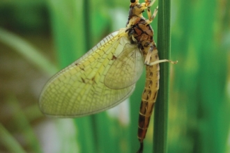 Mayfly © John Davis