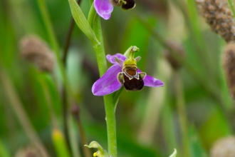 Bee orchid © Marc Kativu-Smith