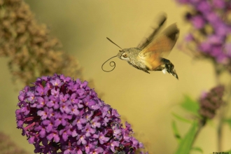 Hummingbird hawk moth © Derek Moore