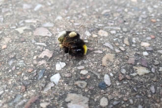 Dead bee on tarmac © Cat Bolado