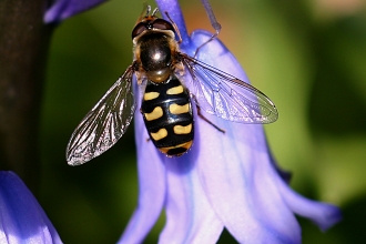 Hoverfly © Ken Dolbear MBE 