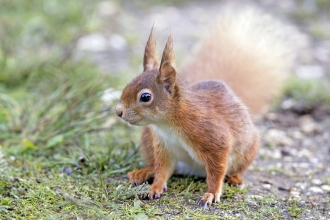 Red Squirrel close up © Paul Williams