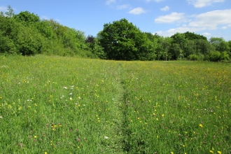 Wildflower meadow at Kingcombe Meadows Nature Reserve © Debbie Billen