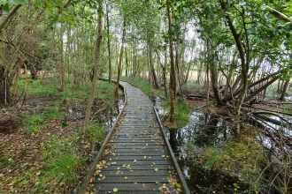 Boardwalk on Brownsea Island © Nicki Tutton 