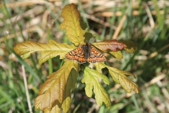 Marsh fritillary on Bracketts Coppice © Errin Skingsley