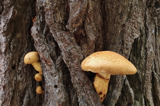 Mushrooms in tree © Nicki Tutton