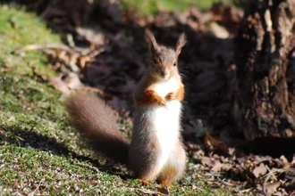 Red Squirrel © Nicki Tutton