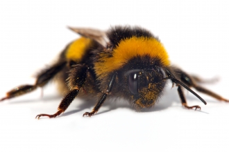 Bee © Shutterstock