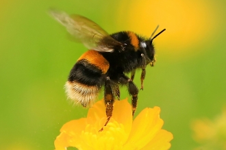 Buff-tailed bumblebee © Jon Hawkins Surrey Hills Photography