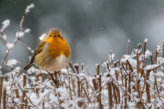 Robin Pixabay