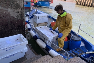 Fisher in Lyme Bay unloading his catch © Emma Rance 