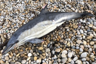 Dead common dolphin by Sarah Hodgson