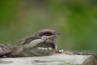 Nightjar © RSPB