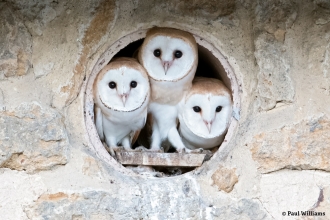 Barn Owls at Lorton Meadows Nature Reserve © Paul Williams