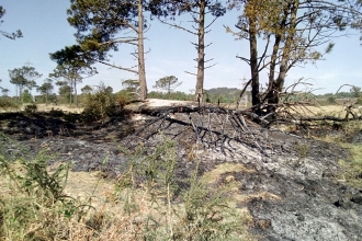 Fire Damage on Upton Heath by Luke Johns