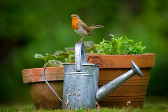 Robin © Jon Hawkins - Surrey Hills Photography