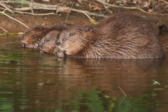 Devon Wildlife Beaver female with kits © Mike Symes 