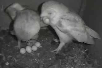 First chick hatched on DWT webcam - 5th May 2020