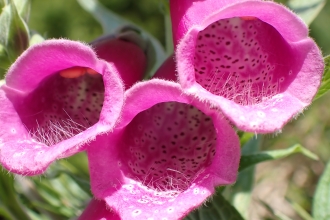 Foxglove