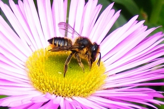 Female Leaf cutter bee