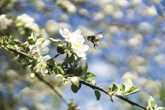 White tailed bumblebee (Shutterstock)
