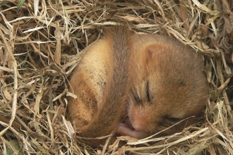 Dormouse by Anna Muckle