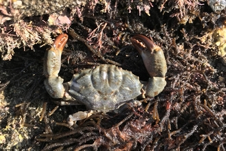 Furrowed Crab by Julie Hatcher
