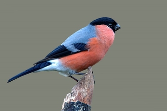 Male bullfinch © Bob Coyle