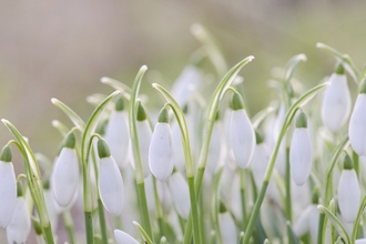 Snow drops by Katrina Martin 2020 Vision