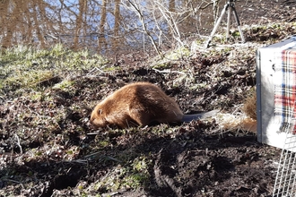 Dorset beaver by Andrew Pollard