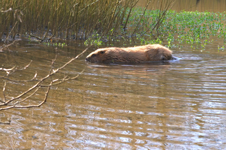 Photo - Beaver in the water © Dorset Wildlife Trust/James Burland