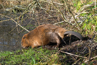 Male beaver at the water's edge © Dorset Wildlife Trust/James Burland