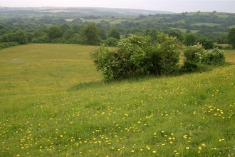 Kingcombe Meadows by Tony Bates MBE 