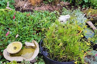 Photo - containers and small ponds in a green garden