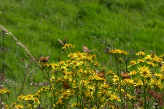 Photo - Gatekeeper butterflies on yellow ragwort in a field