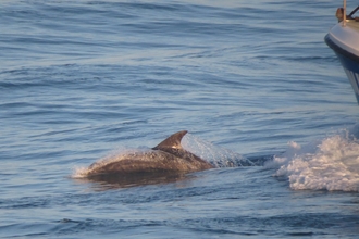Photo - bottlenose dolphin in front of a boat in the sea
