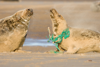 Photo - two seals on beach with net around neck