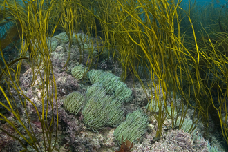 Photo - snakelocks anemone and thongweed under water