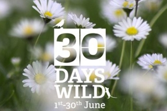 Photo of daisies with wording - 30 Days Wild 1st - 30th June