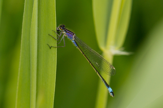 Photo - blue tailed damselfly perched vertically on a leaf