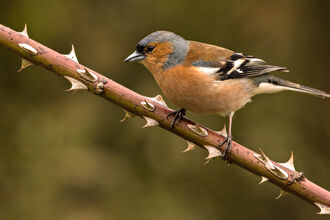 Chaffinch male