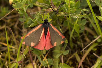 Cinnabar moth